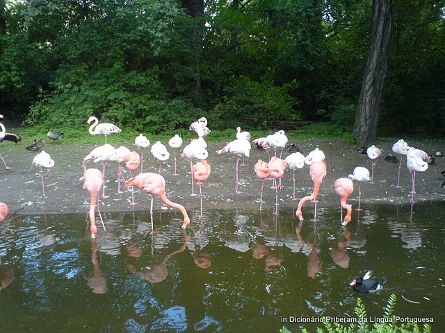 flamingo.jpg