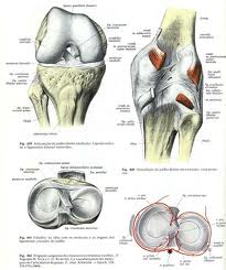 articulacao_sklep.jpg