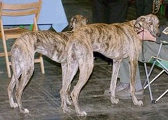 galgo.jpg