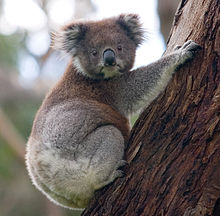 koala.jpg