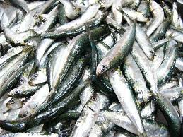 sardinha_sardina.jpg