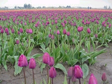 tulipa.jpg